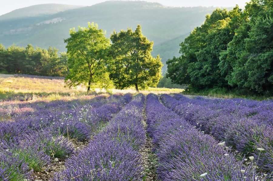 Parcourir La Route De La Lavande